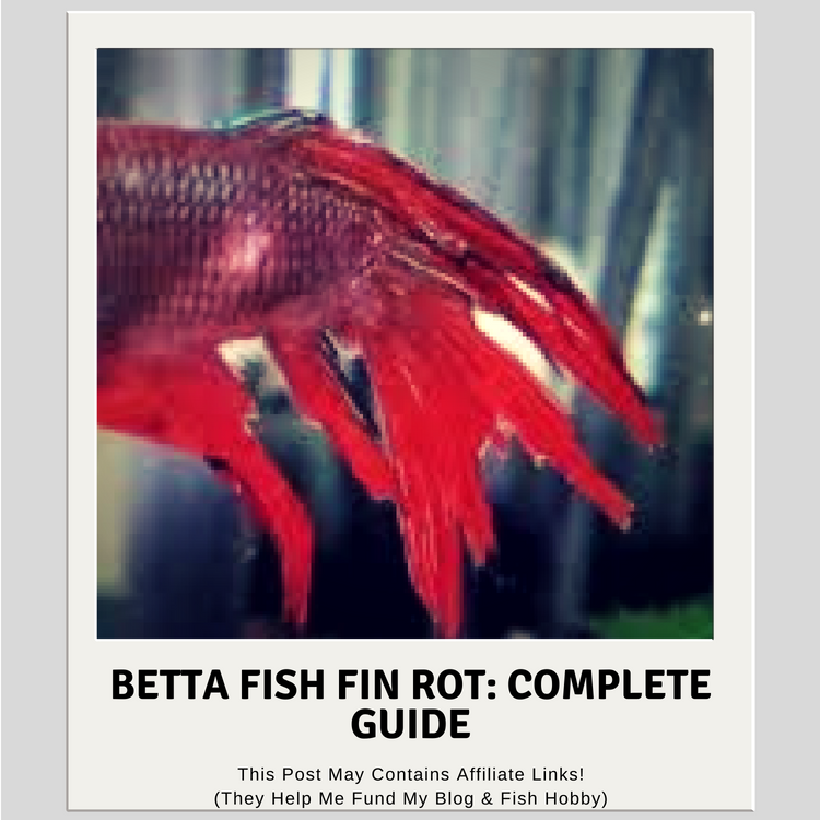 Fish 2024 rot betta