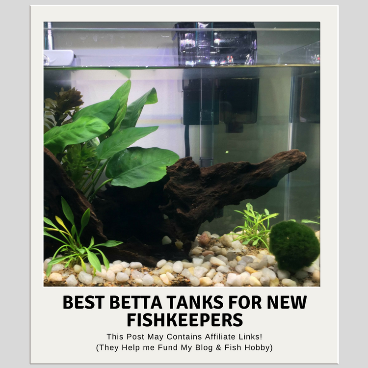 Best Betta Tanks For New Fish Keepers Plus Bonus DIY Option – Aquatic  Delights
