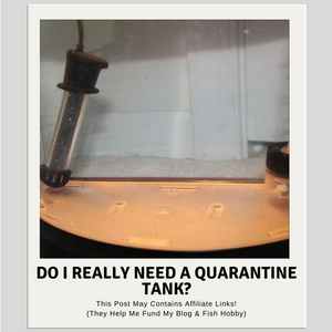 Do I Really Need A Quarantine Tank?