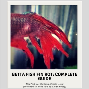 Betta Fish Fin Rot: Complete Guide