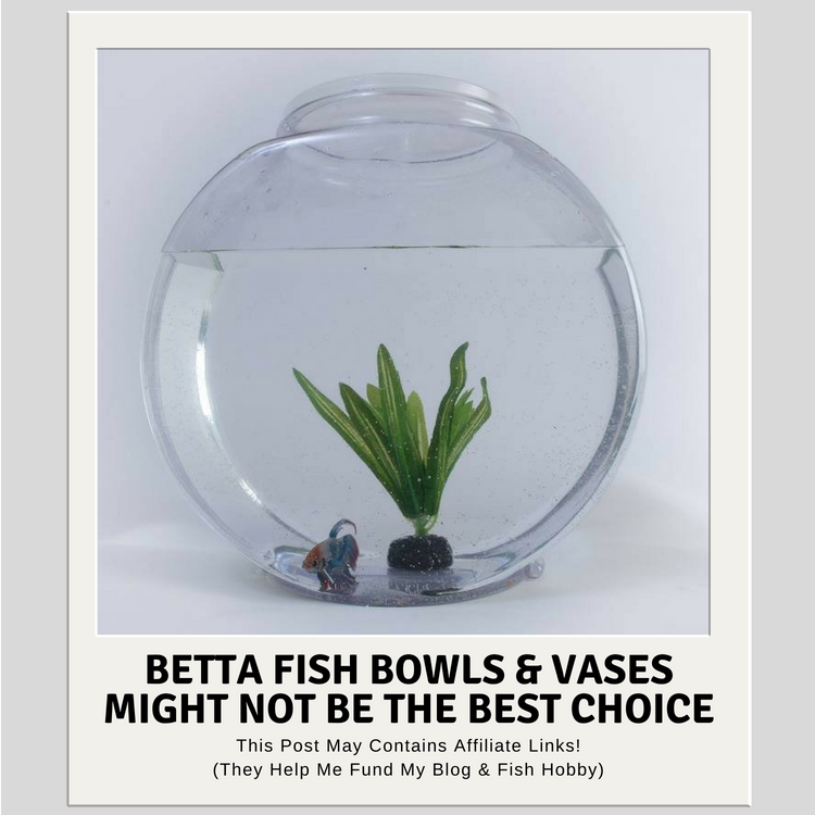 Betta Fish Bowls And Vases Might Not Be The Best Choice