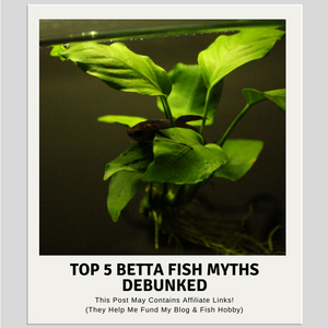 Top 5 Betta Fish Myths Debunked