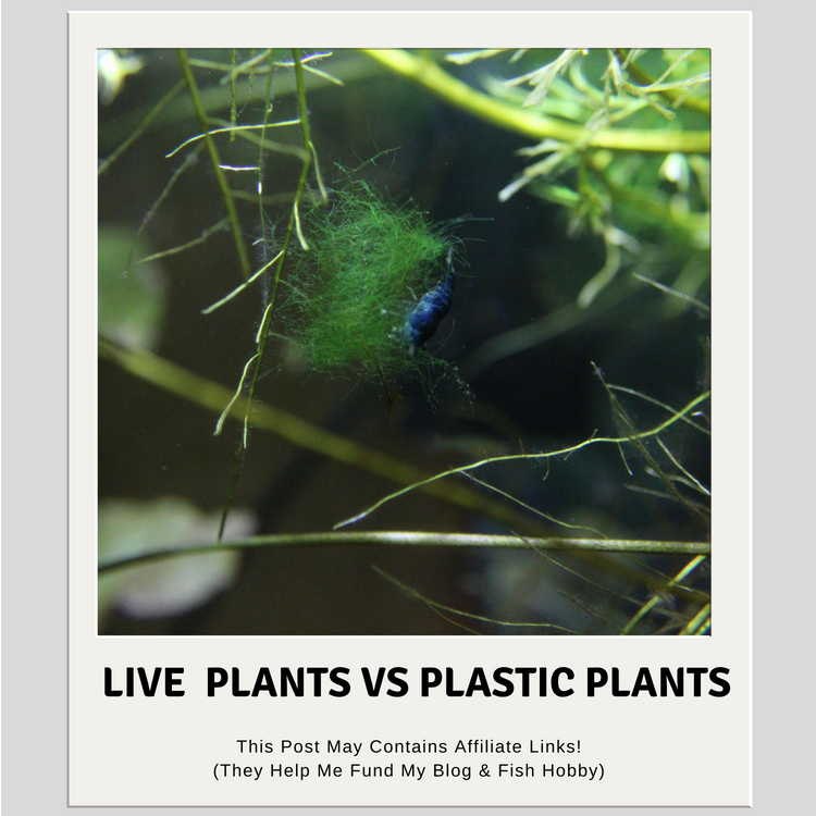 Live Aquarium Plants Vs Plastic Aquarium Plants