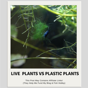 Live Aquarium Plants Vs Plastic Aquarium Plants