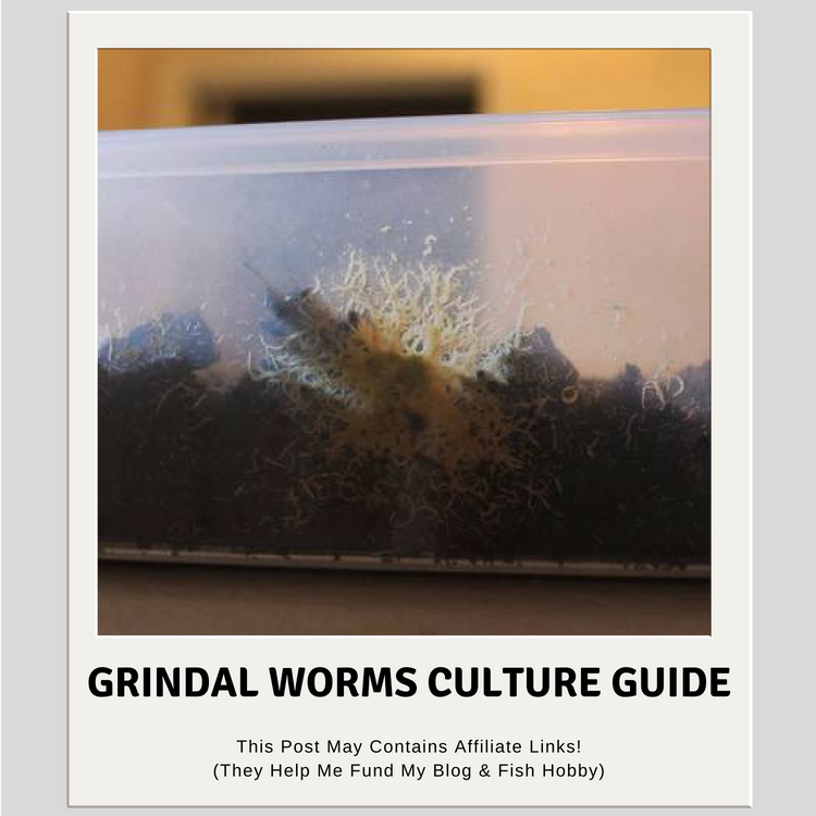 Grindal Worms Culture Guide