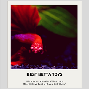5 Best Betta Toys & Decorations