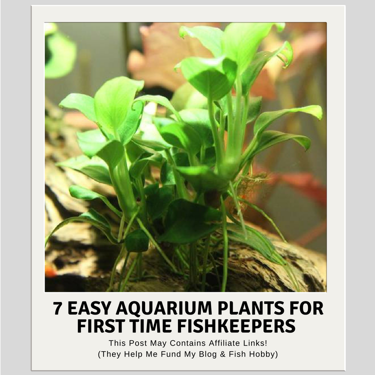 Seven Easy Aquarium Plants For First Time FishKeepers