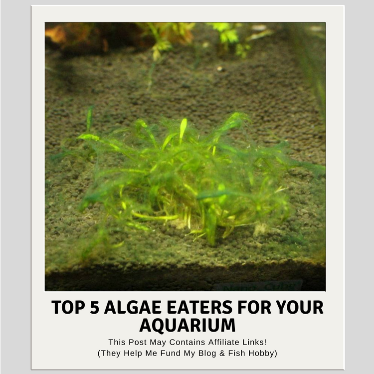 Top 5 Algae Eaters For Your Aquarium