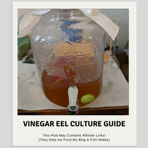 Vinegar Eels Culture Guide