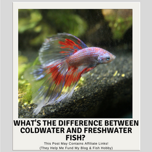 What's The Difference Between Coldwater Fish and Tropical Fish?