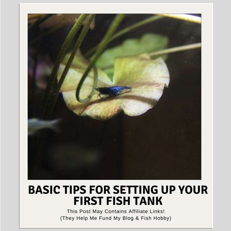Basic Tips For Setting Up Your First Fish Tank